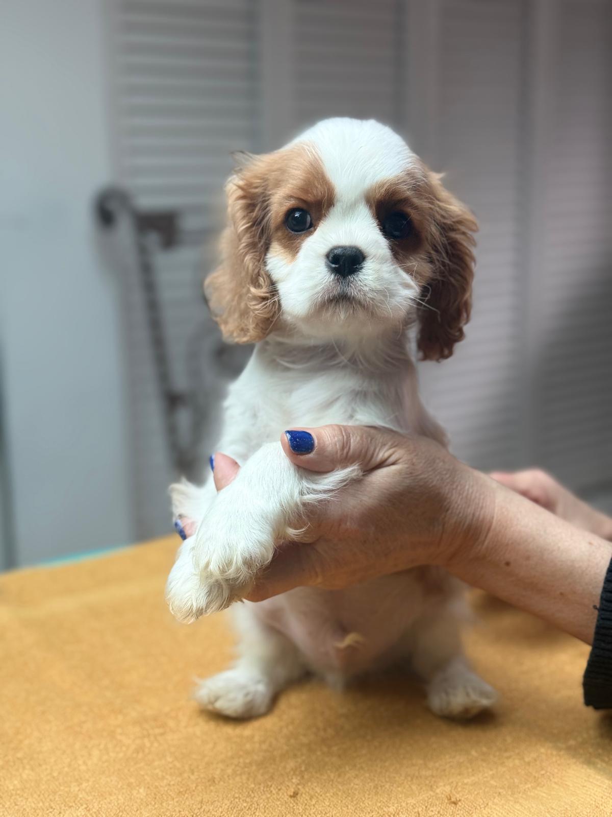 Cavalier King Charles