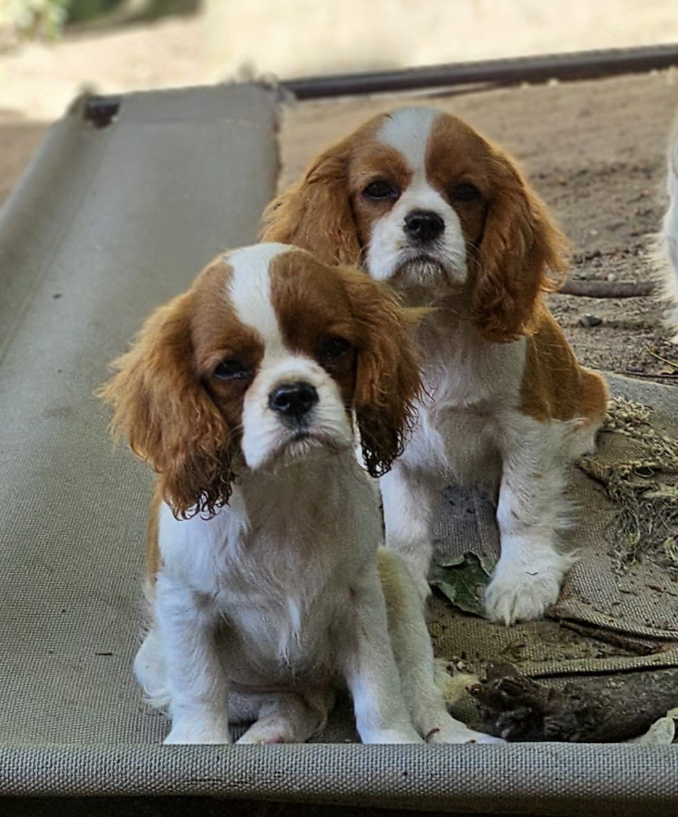 Deux Cavaliers King Charles