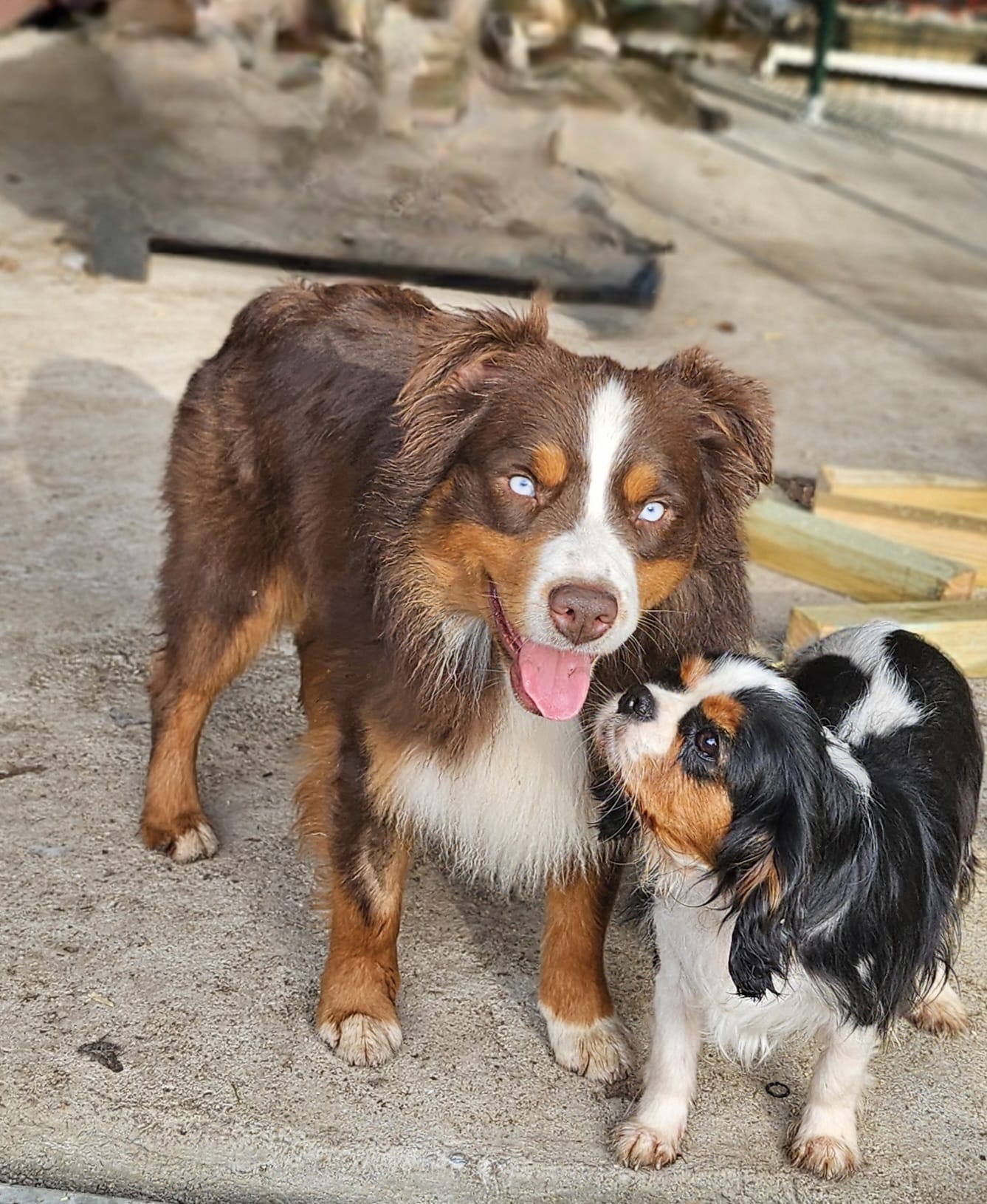 Berger Américain Miniature et Cavalier King Charles ensemble
