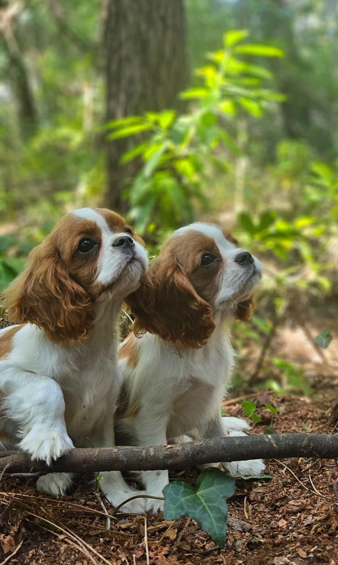 Deux chiots Cavalier King Charles Blenheim en forêt