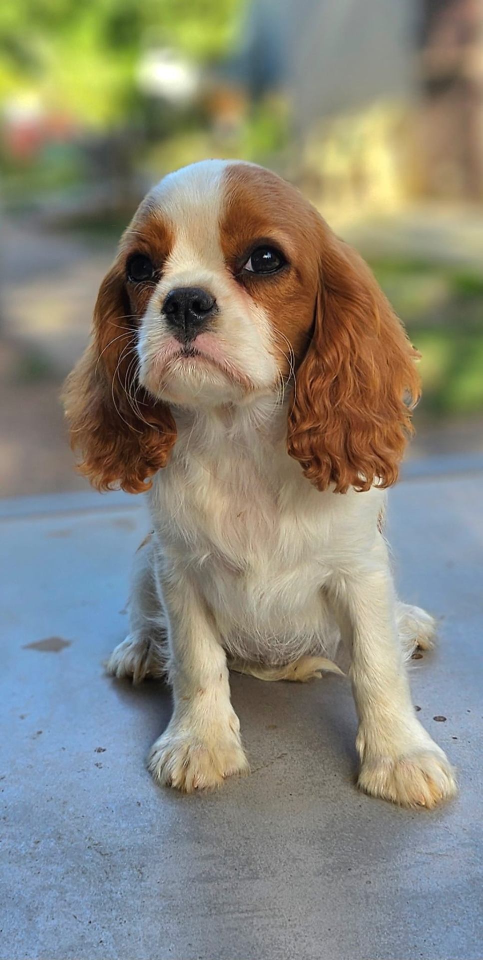 Cavalier King Charles Blenheim