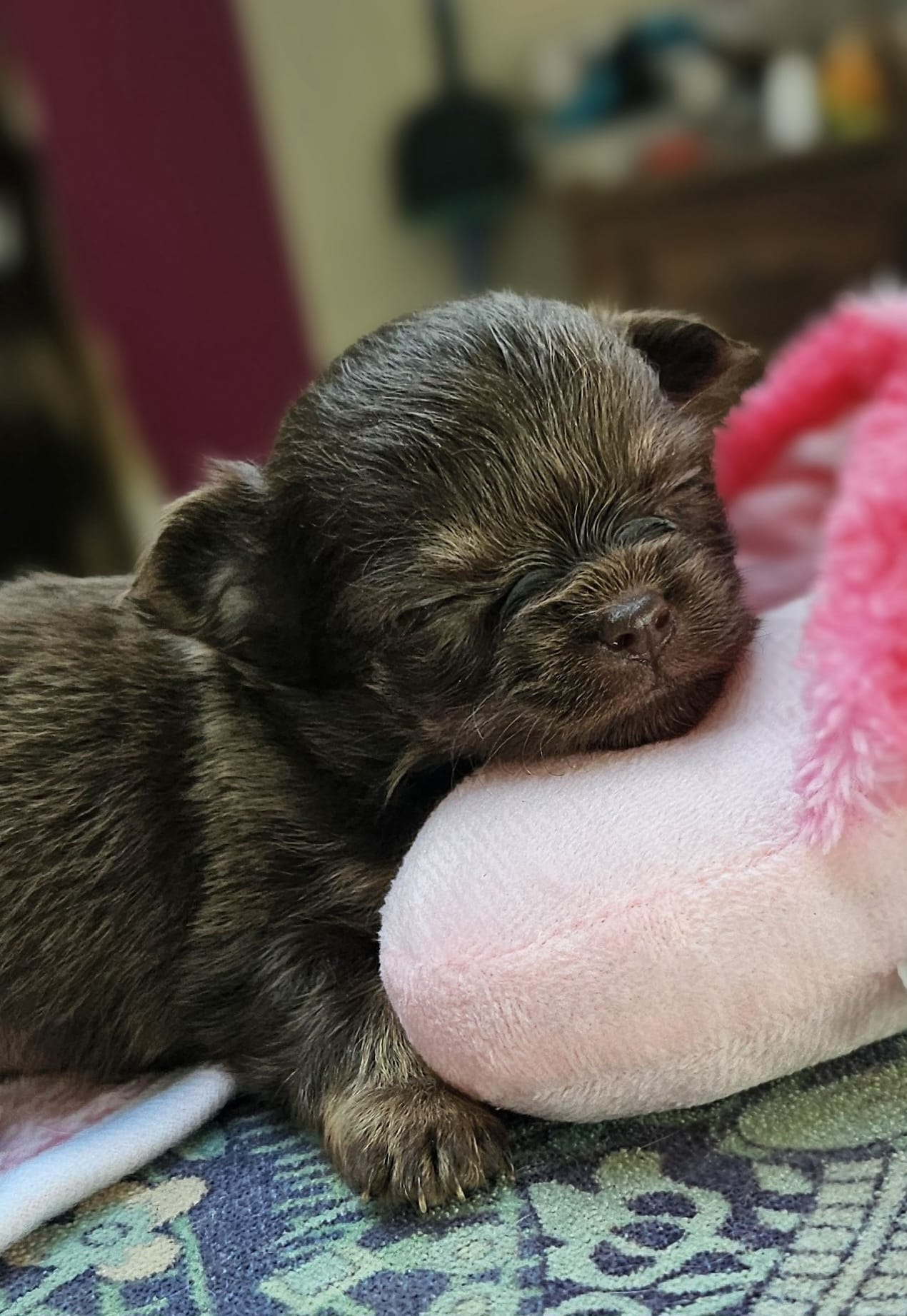 Chihuahua